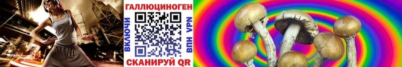 Купить где  Кодинск  Галлюциногенные грибы Psilocybine cubensis 
